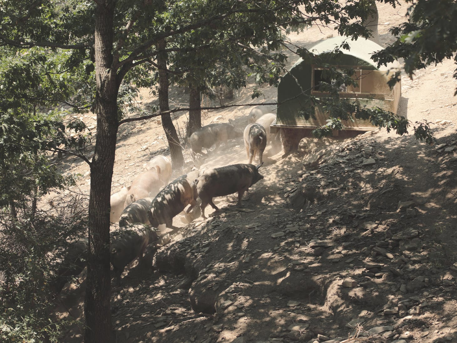 Allevamento di maiali per creare un prosciutto cotto di alta qualità